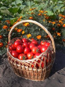 garden-houses-640x480-40127931.jpeg