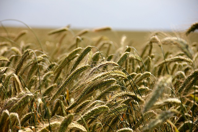 high fiber cereals