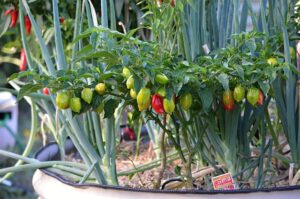 jalapenos-peppers-640x480-50145868.jpeg