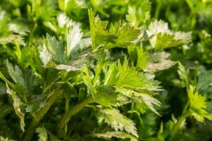 seasoning-mixes-640x480-85341807.jpeg