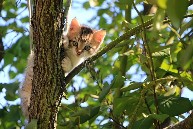 sonic cat repellents