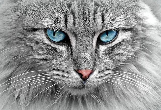 sonic cat repellents
