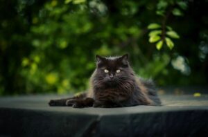 sonic-cat-repellents-640x480-53775148.jpeg