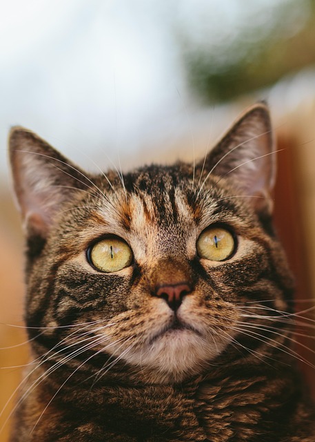 sonic-cat-repellents-640x480-56289553.jpeg