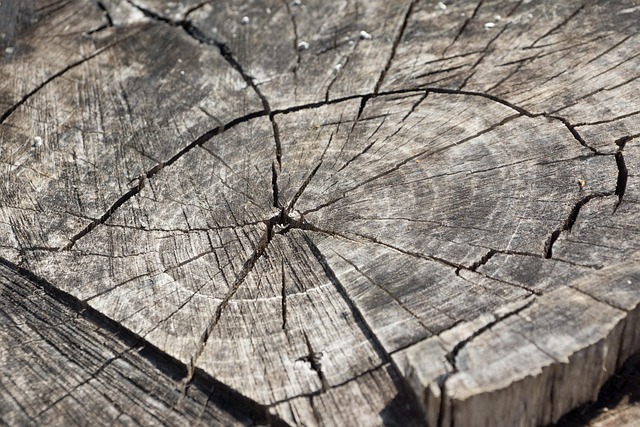 stump grinding