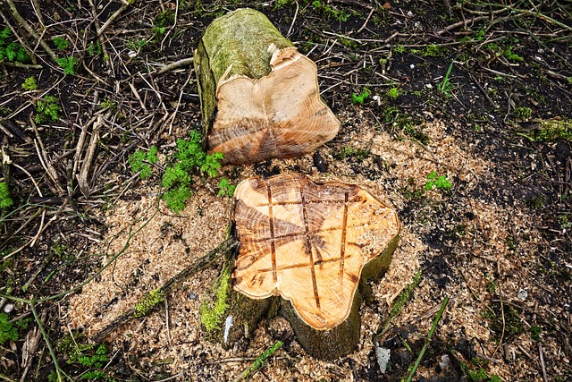 stump grinding