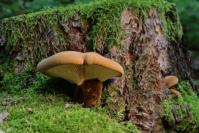 stump-grinding-640x480-92371767.jpeg