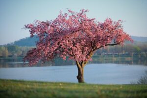 tree-removal-640x480-98856115.jpeg