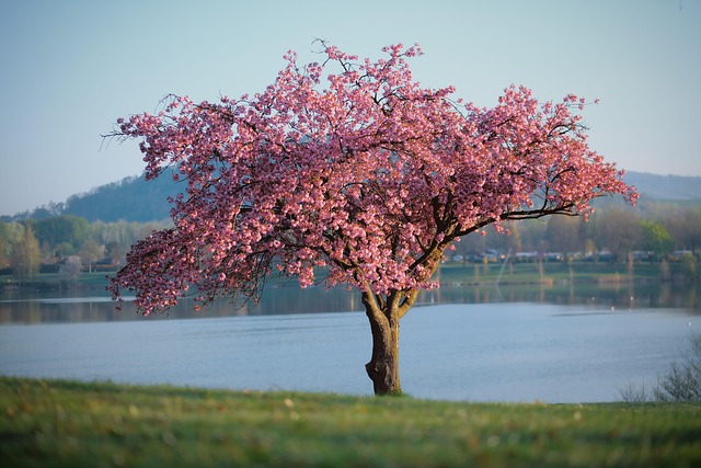 tree-removal-640x480-98856115.jpeg