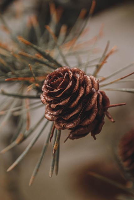 tree-services-640x480-43385740.jpeg
