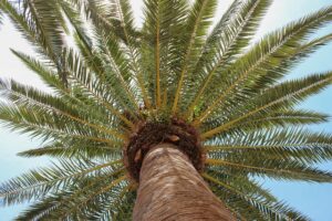 tree-trimming-640x480-13424514.jpeg