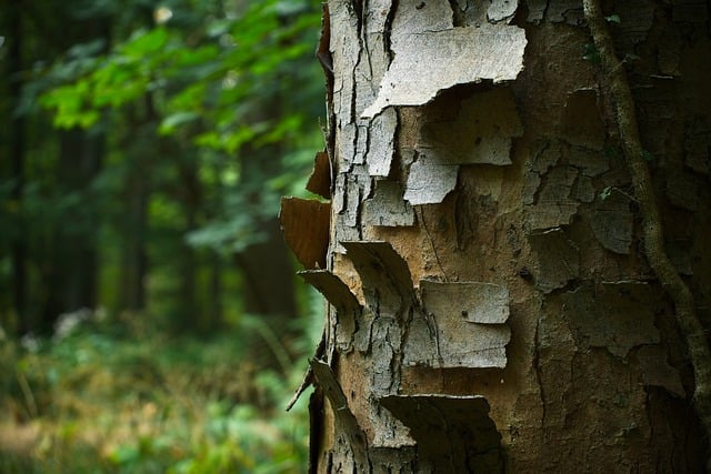 tree-trimming-640x480-63889752.jpeg