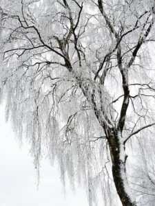 tree-trimming-640x480-85300000.jpeg