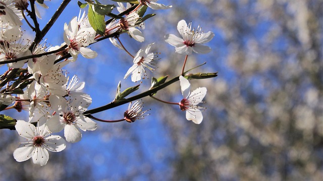 tree-trimming-640x480-96203784.jpeg