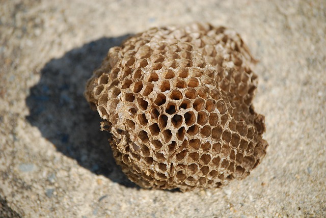 beekeeping-supplies-640x480-13683415.jpeg