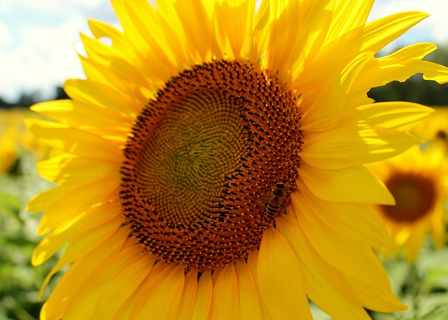 beekeeping supplies