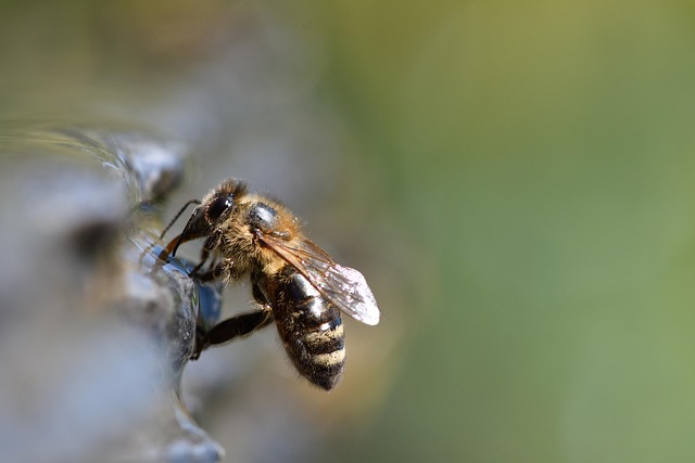 beekeeping supplies