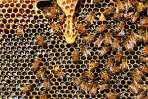 beekeeping-supplies-640x480-65670479.jpeg