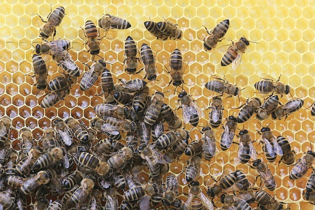 beekeeping supplies