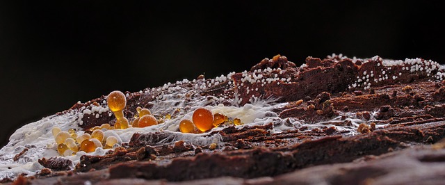 chocolate molds