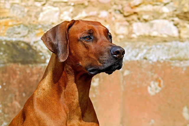 dog thermometers