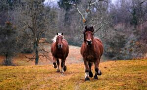 equestrian-equipment-640x480-57399727.jpeg