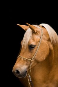 equestrian-equipment-640x480-6576678.jpeg