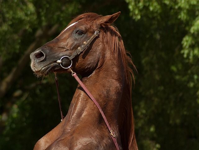 equestrian equipment