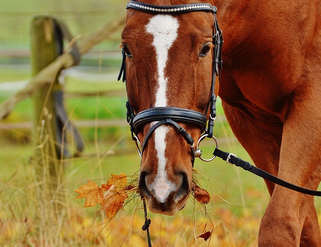 equestrian equipment