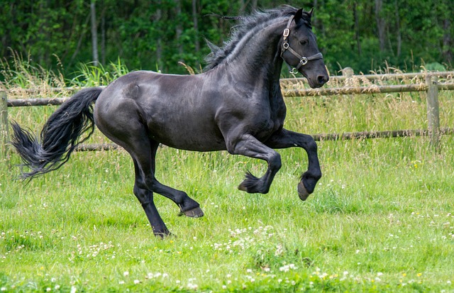 equestrian equipment