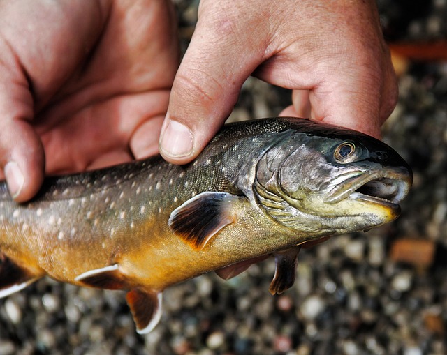 fly fishing flies