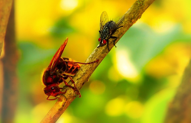 fly fishing flies