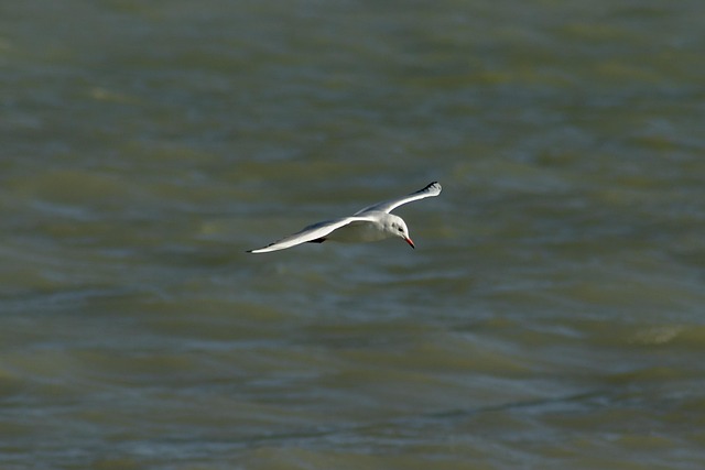 fly fishing flies