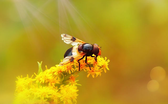 fly fishing flies
