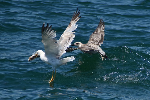 fly-fishing-flies-640x480-62502718.jpeg