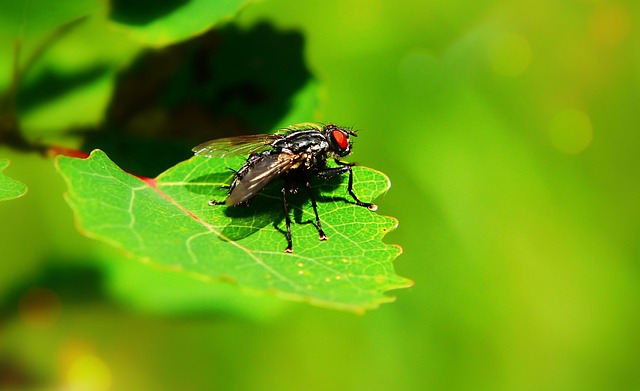fly fishing flies