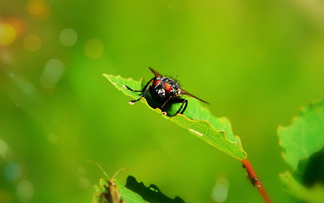 fly fishing flies