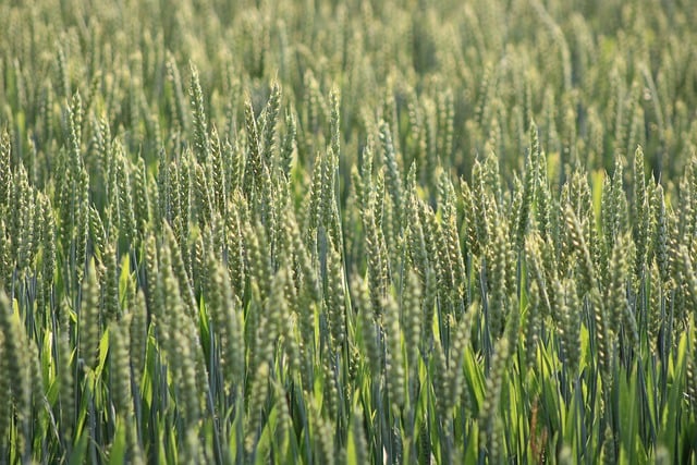 high fiber cereals
