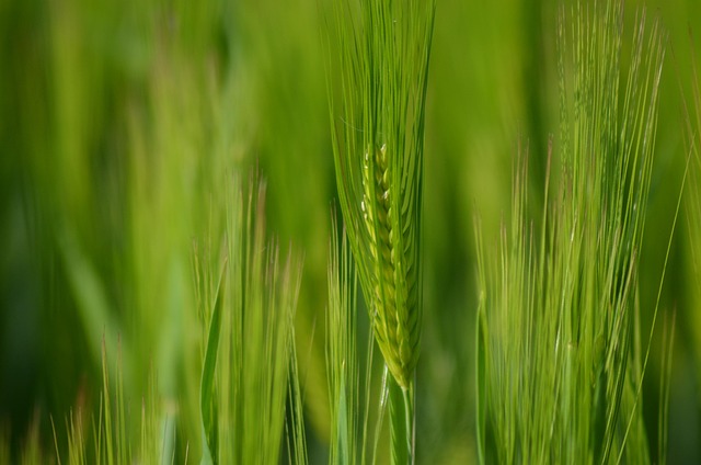 high fiber cereals