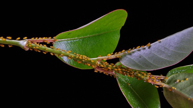 lice-treatment-640x480-76335000.jpeg