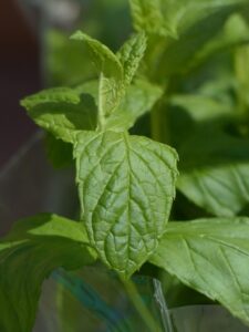 mint-julep-cups-640x480-39438765.jpeg