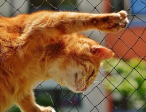 sonic-cat-repellents-640x480-8391727.jpeg