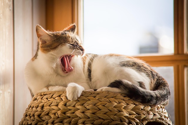 sonic cat repellents