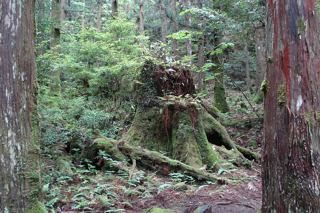 stump-grinding-640x480-15590838.jpeg