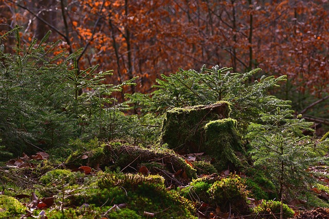 stump-grinding-640x480-25913665.jpeg