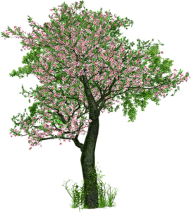 tree-trimming-640x480-47196352.png