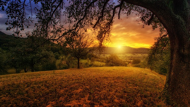 tree-trimming-640x480-56502353.jpeg