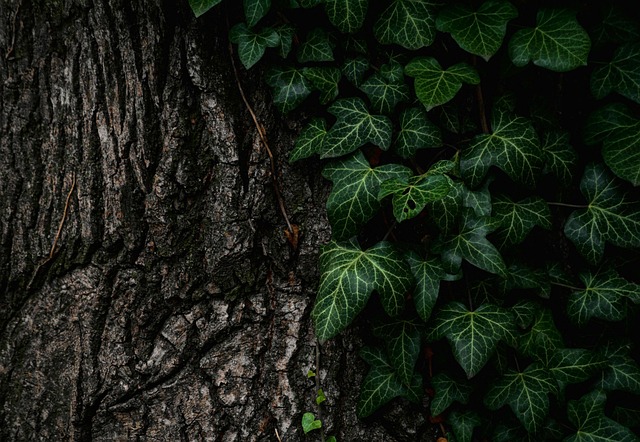 tree trimming