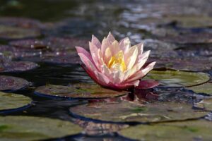 water-640x480-14453689.jpeg
