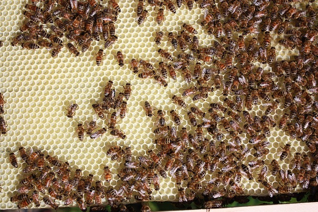 beekeeping supplies